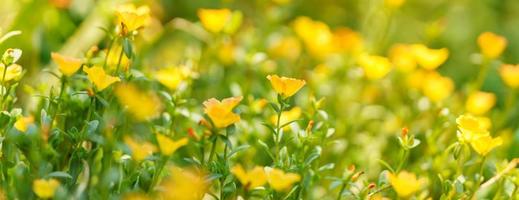 Closeup of yellow flower under sunlight with copy space using as background natural plants landscape, ecology wallpaper cover page concept. photo