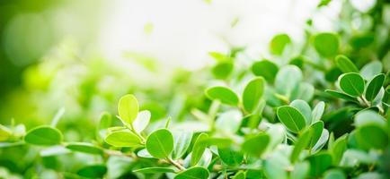 Closeup of beautiful nature view green leaf on blurred greenery background in garden with copy space using as background cover page concept. photo