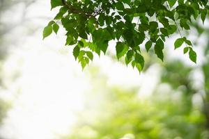 Closeup of beautiful nature view green leaf on blurred greenery background in garden with copy space using as background wallpaper page concept. photo