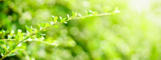 Closeup of beautiful nature view green leaf on blurred greenery background in garden with copy space using as background cover page concept. photo