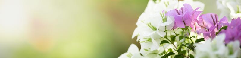 Close up of nature view pink and white Bougainvillea on blurred greenery background under sunlight with bokeh and copy space using as background natural plants landscape, ecology cover concept. photo