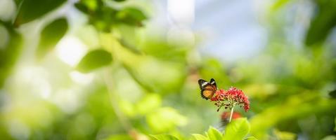 Close up nature view of orange butterfly on blurred background in garden with copy space using as background insect, natural landscape, ecology, fresh cover page concept. photo