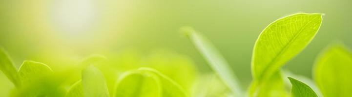 Close up of nature view green leaf on blurred greenery background under sunlight with bokeh and copy space using as background natural plants landscape, ecology cover concept. photo