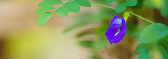 primer plano de flor púrpura azul con hoja verde bajo la luz del sol con espacio de copia utilizando como fondo paisaje de plantas naturales, concepto de página de portada de ecología. foto