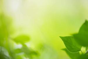 Close up of nature view green leaf on blurred greenery background under sunlight with bokeh and copy space using as background natural plants landscape, ecology wallpaper concept. photo