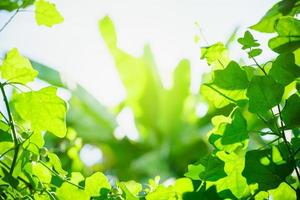 Beautiful nature view green leaf on blurred greenery background under sunlight with bokeh and copy space using as background natural plants landscape, ecology wallpaper concept. photo