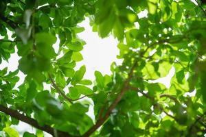 Closeup of beautiful nature view green leaf on blurred greenery background in garden with copy space using as background wallpaper page concept. photo