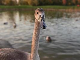 swan and ducks on the lake photo