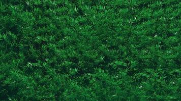 primer plano de arbusto verde. representación 3d de fondo foto
