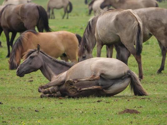 Horses Mating Stock Photos, Images and Backgrounds for Free Download Horses Mating Stock Photos, Images and Backgrounds for Free Download