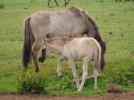 Many wild horses in germany photo