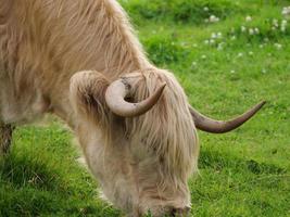 vacas en un prado alemán foto