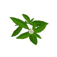 eclipta alba, eclipta prostrata o bhringraj, también conocida como margarita falsa, es una planta medicinal a base de hierbas eficaz en la medicina ayurvédica. ilustración vectorial. vector