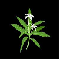 Kitolod flower scientific name Isotoma longiflora, isolated on a dark background. vector illustration