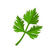 Fresh green parsley leaves on white background. Parsley isolated. Vector illustration.