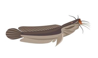 Vector illustration of catfish, isolated on white background, suitable as a label for processed fish products or fishing hobbies.