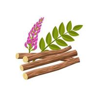 Vector illustration of licorice root, scientific name Glycyrrhiza glabra, with flowers, leaves and dried roots, isolated on a white background.