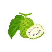 ilustración vectorial de la fruta noni, nombre científico morinda citrifolia, aislada en un fondo blanco. vector