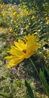 yellow aster flowers blossoming. autumn landscape photo