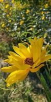 yellow aster flowers blossoming. autumn landscape photo