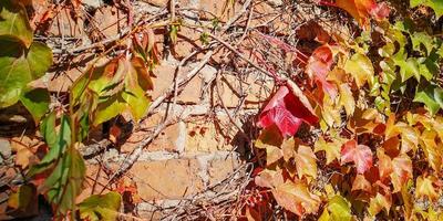 autumn grape leaf with veins close-up photo