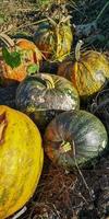 calabazas anaranjadas maduras en el jardín, foco seleccionado, borroso foto