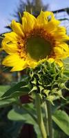 Bright sunflower flower, selected focus. Sunflower cultivation at sunrise. Sunflower against the blue sky at sunset photo