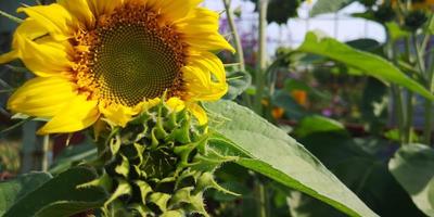 Bright sunflower flower, selected focus. Sunflower cultivation at sunrise. Sunflower against the blue sky at sunset photo