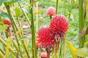 row of Torch Ginger farm at Thailand photo