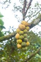 closeup of Lansium parasiticum or longkong tree at Thailand photo