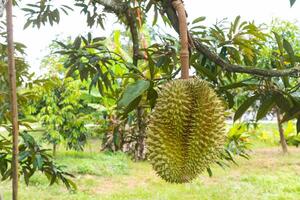 closeup of durian on the tree at Thailand photo