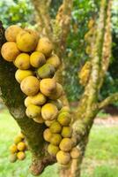 closeup of Lansium parasiticum or longkong tree at Thailand photo