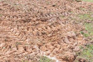 mud and puddle red soil in rice field photo