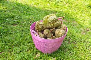 close up of pile fresh durian ready for harvest photo