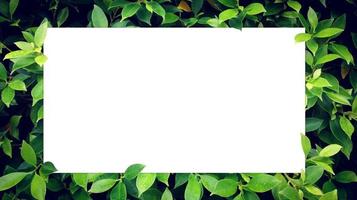 Paper Card Mockup on a Green Leaves,White blank on green leaves as backdrop With Space For Text. photo