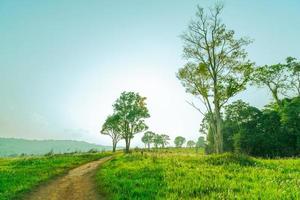 Beautiful rural landscape of green grass field with white flowers and dusty country road and trees on hill near the mountain and clear blue sky. Nature composition photo