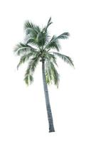 Coconut tree isolated on white background used for advertising decorative architecture. Summer and paradise beach concept. Tropical coconut tree isolated. Palm tree with green leaves in summer.