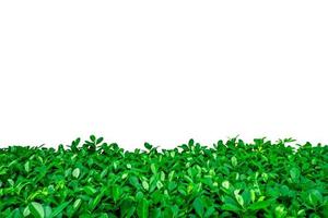 Green leaves on white background with copy space for text and picture, just add your own text. Use for advertising design brochure organic or beauty products photo