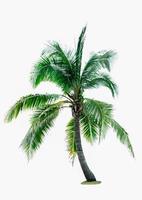 Coconut tree isolated on white background with copy space. Used for advertising decorative architecture. Summer and beach concept photo