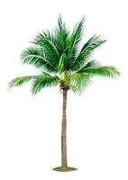 Coconut tree isolated on white background with copy space. Used for advertising decorative architecture. Summer and beach concept. Tropical palm tree. photo