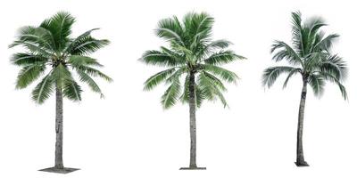 Set of coconut tree isolated on white background. Palm tree. Tropical palm tree. photo