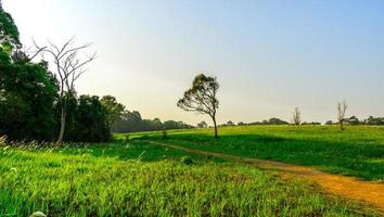 Beautiful rural landscape of green grass field with dusty country road and trees on hill and clear blue sky. Nature composition. Planet earth concept. photo