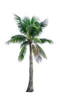 Coconut tree isolated on white background used for advertising decorative architecture. Summer and paradise beach concept. Tropical coconut tree isolated. Palm tree with green leaves in summer. photo