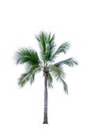 Coconut tree isolated on white background used for advertising decorative architecture. Summer and paradise beach concept. Tropical coconut tree isolated. Palm tree with green leaves in summer. photo