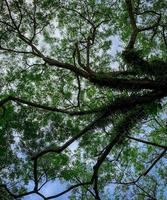 Bottom view of green tree and branches with bright blue sky and white cloud. Bottom view background of tree with green leaves. Tall tree. Natural oxygen source. Good environment. Fresh air. photo