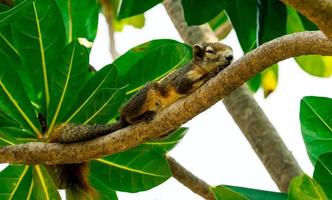 ardilla durmiendo en la rama de un árbol con hojas verdes después de almorzar al mediodía. tiempo relajante en vacaciones de verano de linda ardilla. foto