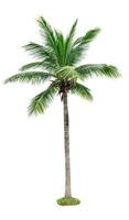 Coconut tree isolated on white background. Tropical palm tree. Coconut tree for summer beach decoration
