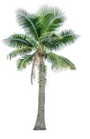 Coconut tree isolated on white background used for advertising decorative architecture. Summer and paradise beach concept. Tropical coconut tree isolated. Palm tree with green leaves in summer. photo