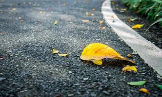Dry leaves on asphalt road background photo