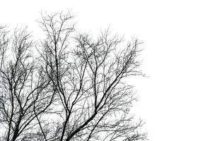 Silhouette dead tree isolated on white background for scary, death, and peace concept. Halloween day background. Art and dramatic in black and white scene. Despair and hopeless concept. photo